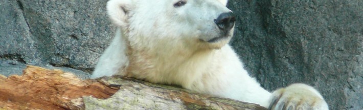 Pensive Polar Bear