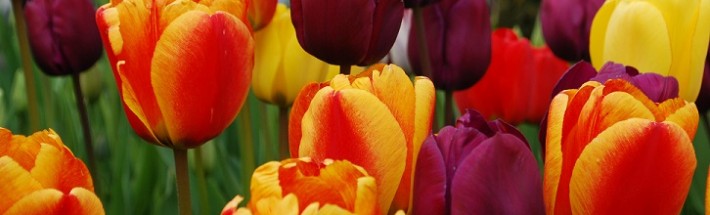Tulips_Smaller